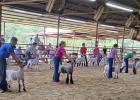 Scenes from the Falls County Youth Fair Goat & Lamb Show