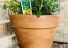 Italian Oregano of flavorful meals!