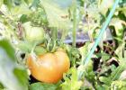 Pivoting Your Spring Garden for Summer Success