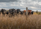 Conditions are drying and temperatures are warming in parts of the state, which means declining forage quality for cattle herds.