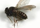 The fruit fly is a pest that can find its way into homes relatively easy. But they’re also relatively easy to control once you’ve found the food source and breeding site. (Texas A&M AgriLife Extension Service photo by Mike Merchant)