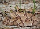 The copperhead is among four venomous snakes, including rattlesnakes, cottonmouths and coral snakes, that people should watch for while walking. Their pattern blends well with fallen leaves and debris on the ground. (Texas A&M AgriLife Extension photo by Maureen Frank)