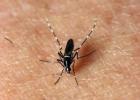  The Asian tiger mosquito, one of 85 species found in Texas. (Texas A&M AgriLife Extension Service photo by Dr. Mike Merchant)