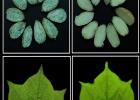 Genetic manipulation such as that conducted by Dr. Keerti Rathore to develop the ultra low gossypol cotton will be easier to complete with new biotechnology regulations. Right top and bottom, seed and leaf show the effect of laboratory-created disruption of Cotton Gland Formation gene 3, CGF3, confirming its role in gland development, (Texas A&M AgriLife photo by Dr. Devendra Pandeya)