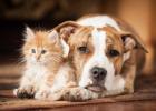  Pets may be a comfort when we are sick, but experts recommend staying away from them if testing positive for COVID-19.
