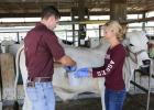 Ad graduate students, Merritt Drewery and Kyle Weldon, collect duodenal samples from a Brahman steer. (Texas A&M AgriLife photo)