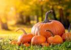 Pumpkins are a seasonal staple each fall. Get more out of your pumpkin with these tips.
