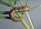  Fall armyworms can be distinguished by the upside-down, cream-colored “Y” shape on its head capsule. In large numbers, these insects can be devastating to crops, hayfields and pastures. (Texas A&M AgriLife Extension photo by Bart Drees)